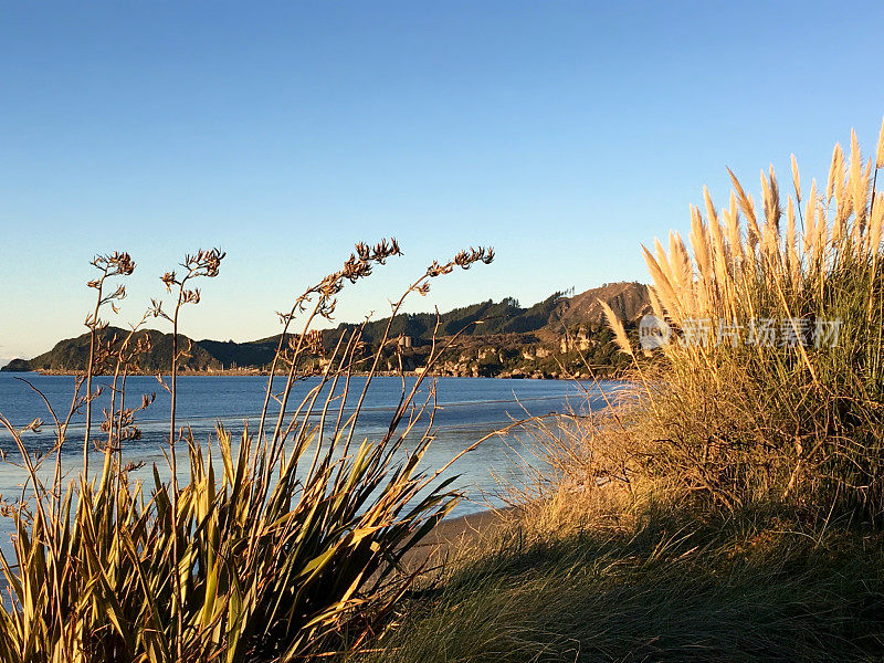 New Zealand / Aotearoa by Sunset;黄昏的Harakeke (Phormium)和ToiToi